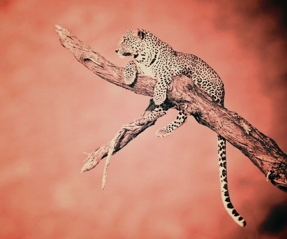 Ягуар на дереве обои