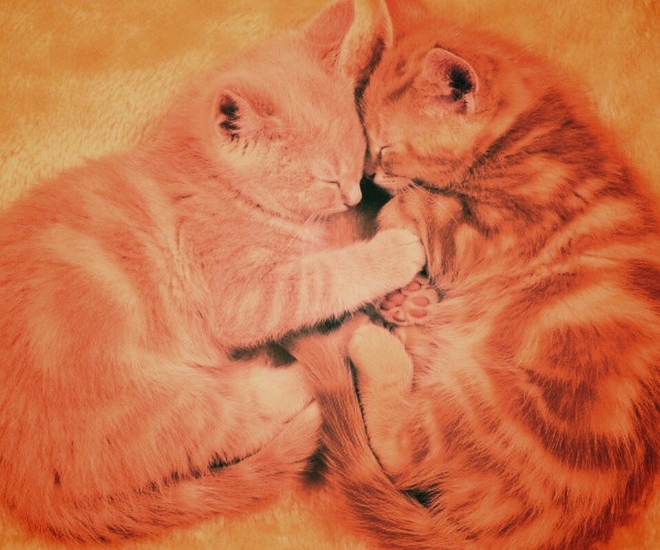 Рыжие котята в обнимку обои