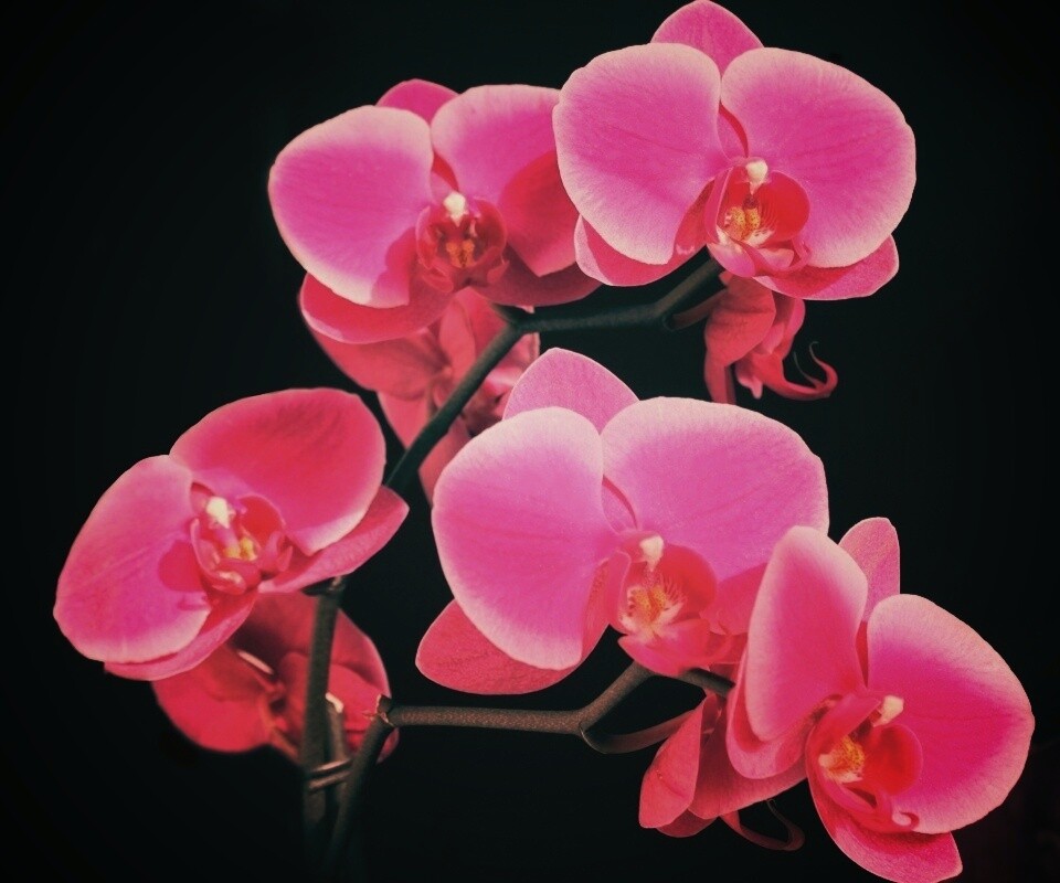 Орхидея обои