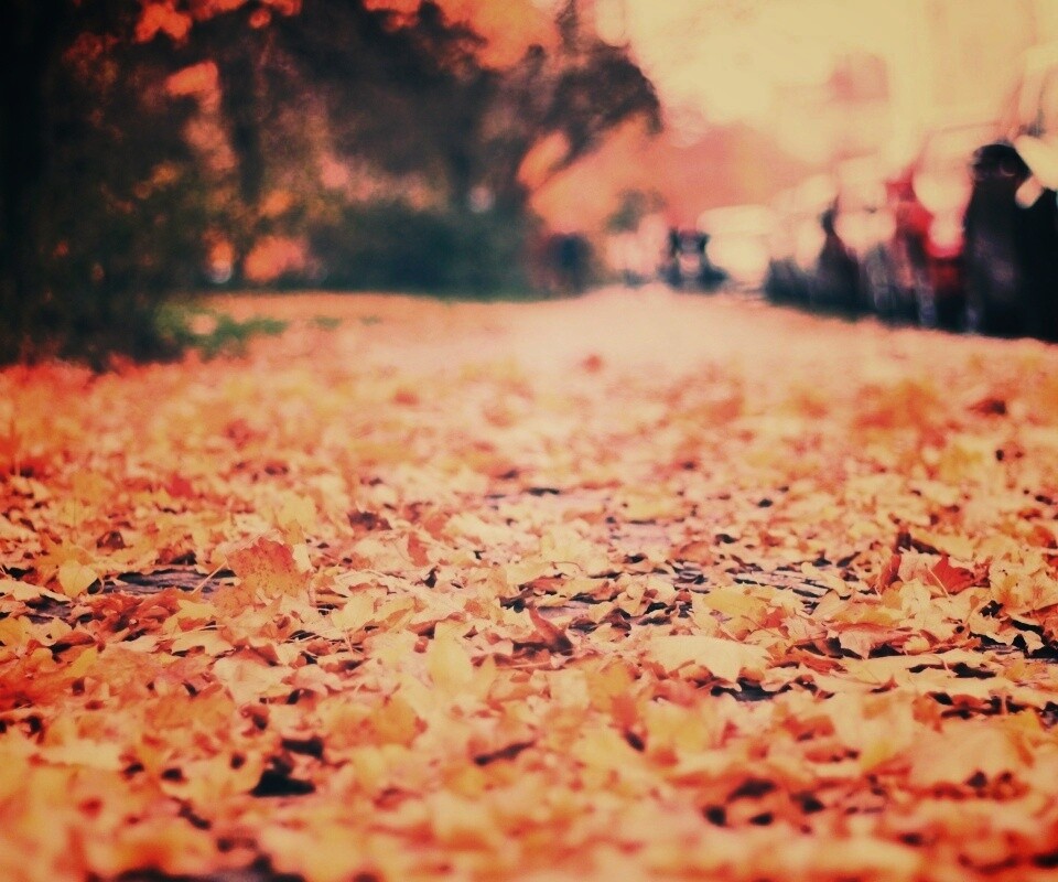 Осенние листья обои