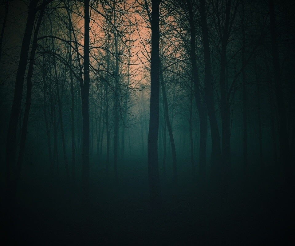 Страшный туманный лес обои