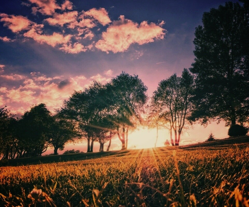 Лучи солнца на траве обои