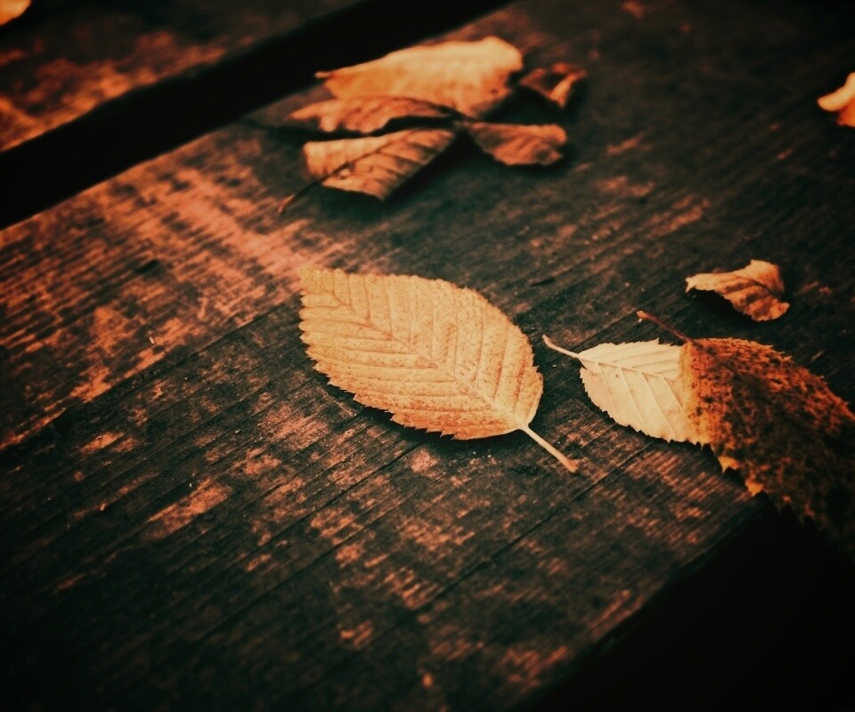 Опавшая листва обои