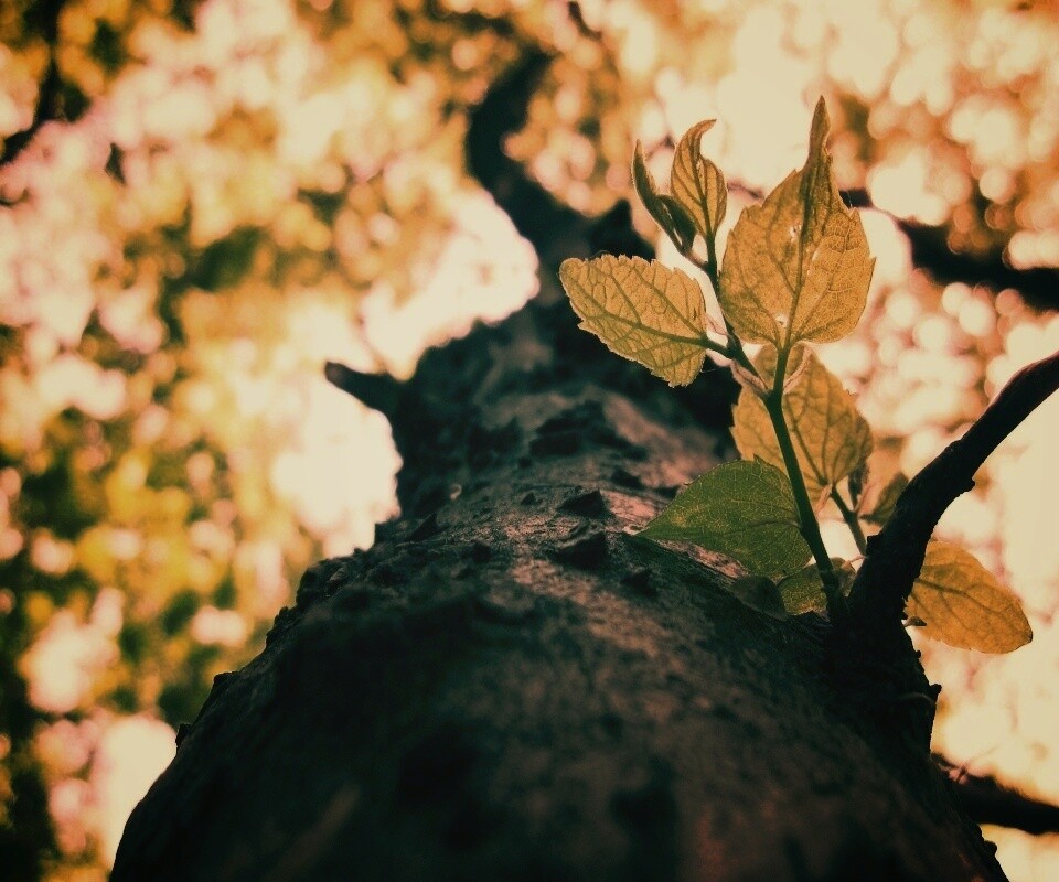 Ствол дерева обои