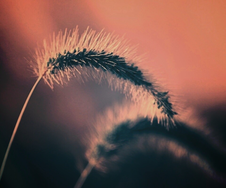 Травинка обои