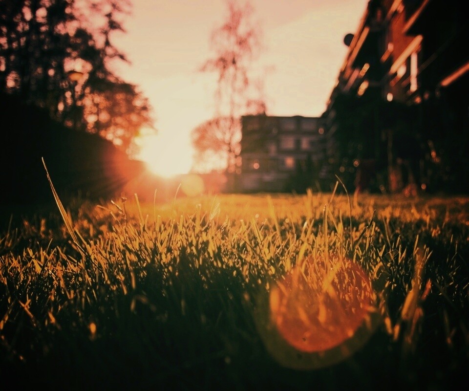 Трава во дворе обои