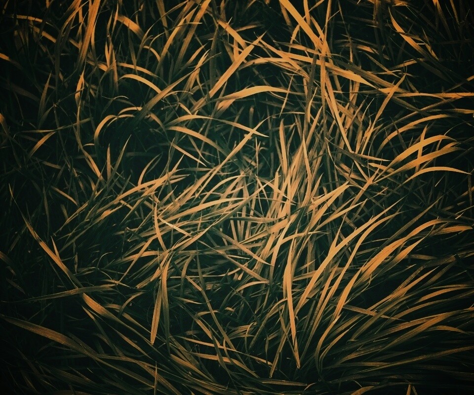 Блеклая трава обои