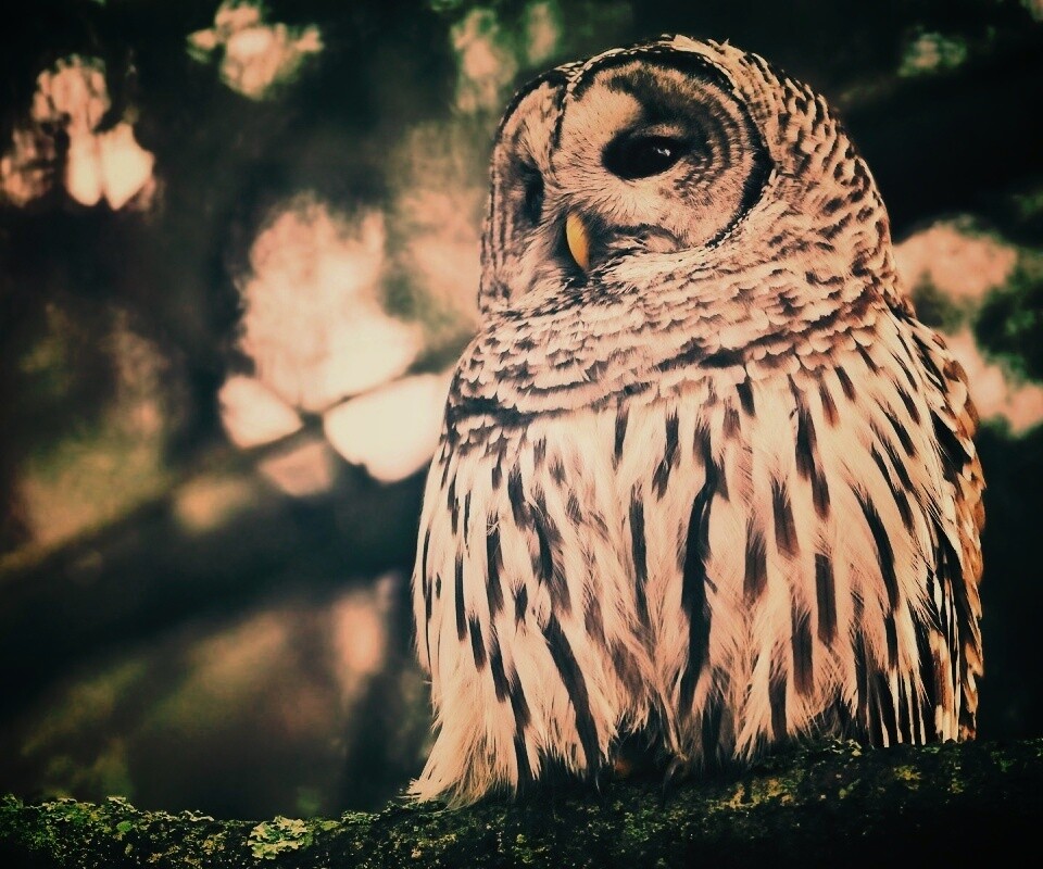 Сова на ветке обои