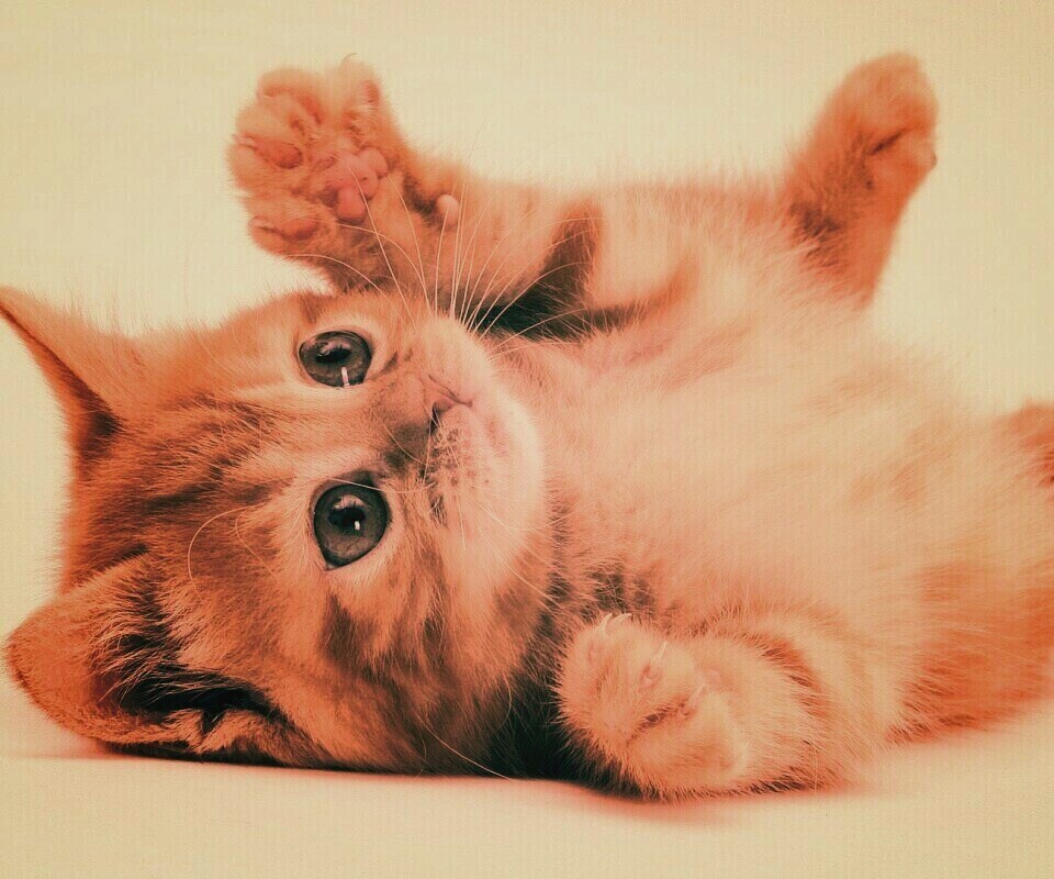 Котёнок обои