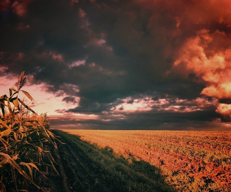 Кукурузное поле обои