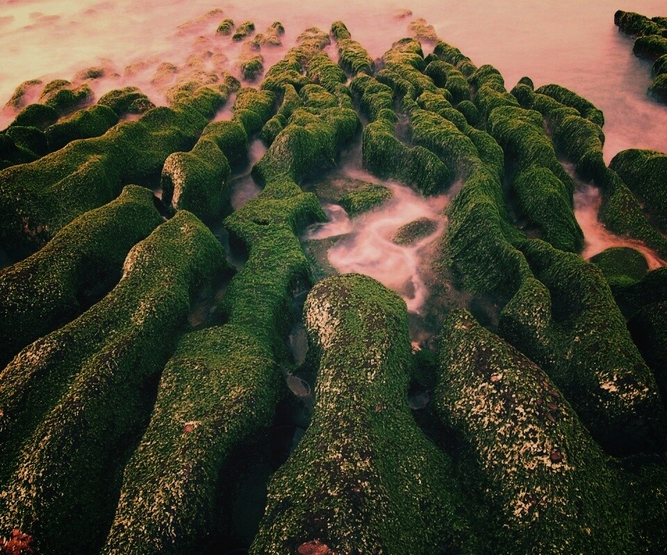 Заросший берег обои