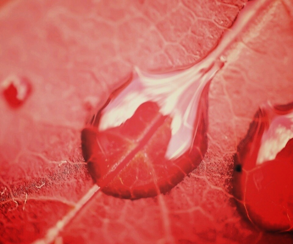 Две капли на красном листке обои