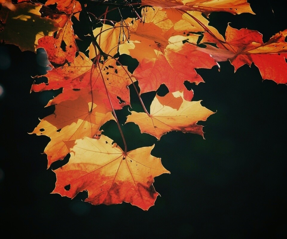 Колоритные осенние листья обои