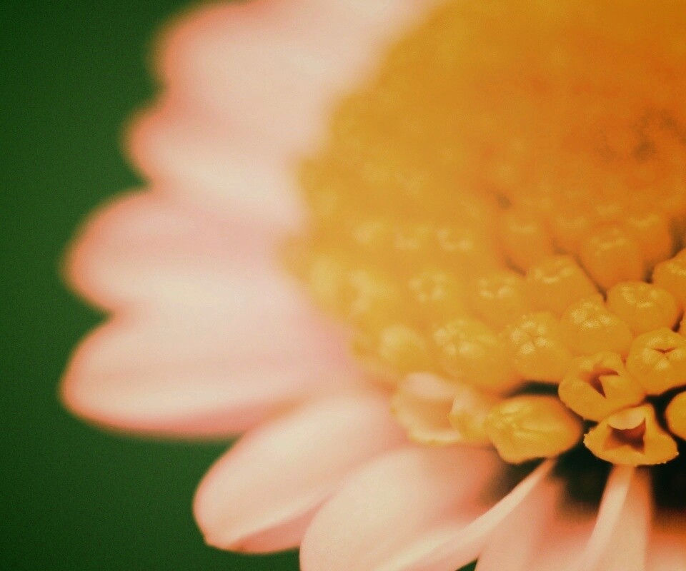 Хризантема обои