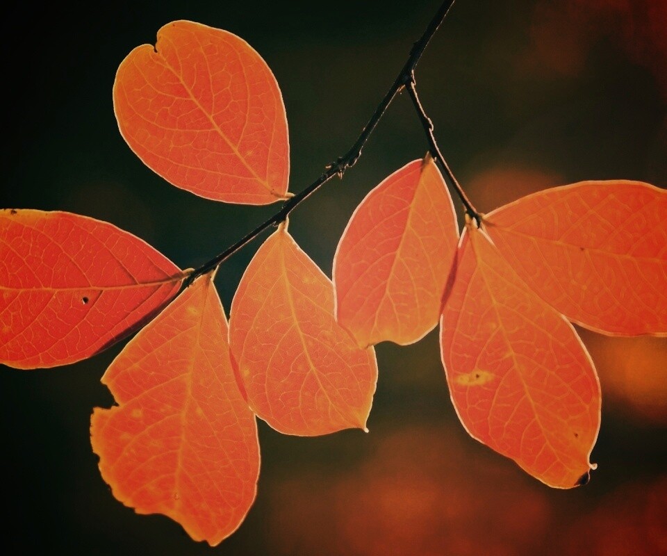 Ветка с оранжевыми листьями обои