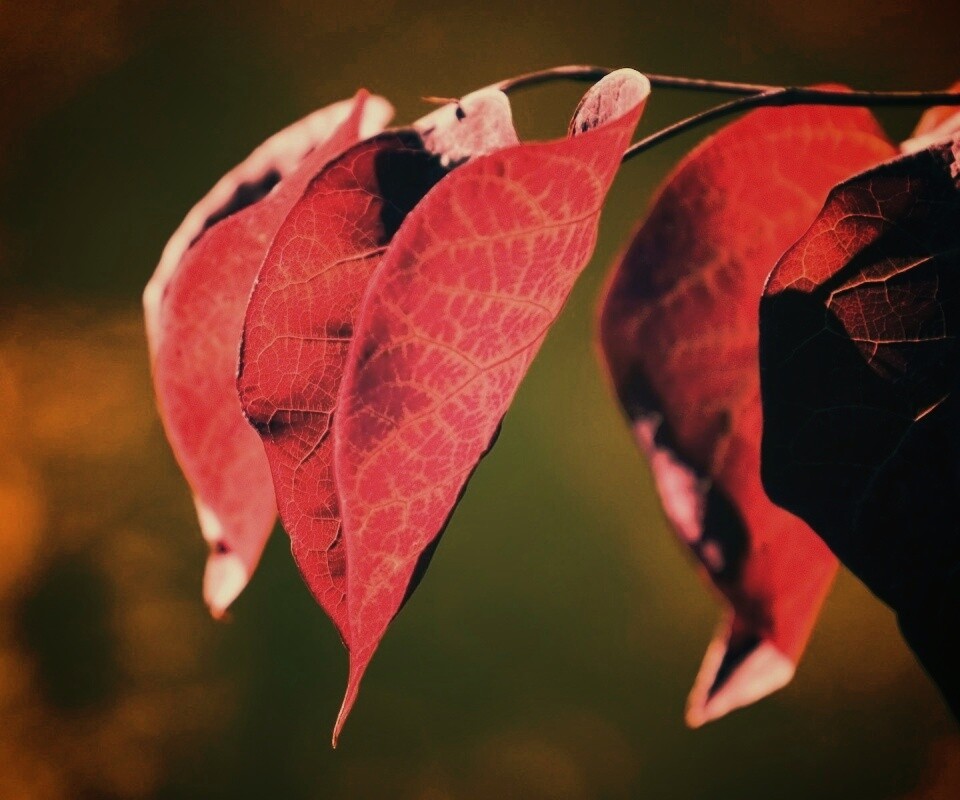 Ветка красных листьев обои