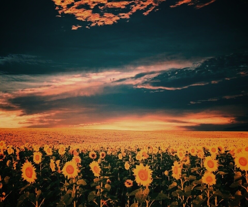 Целое поле подсолнухов обои