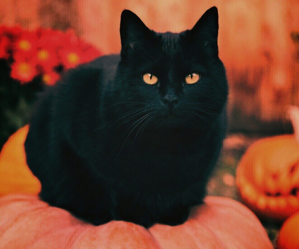 Чёрный кот на тыкве обои