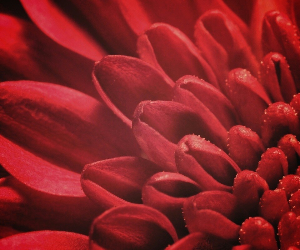 Лепестки хризантемы обои