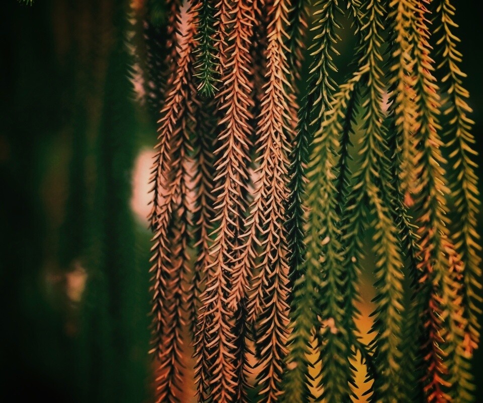 Зеленые колючки обои