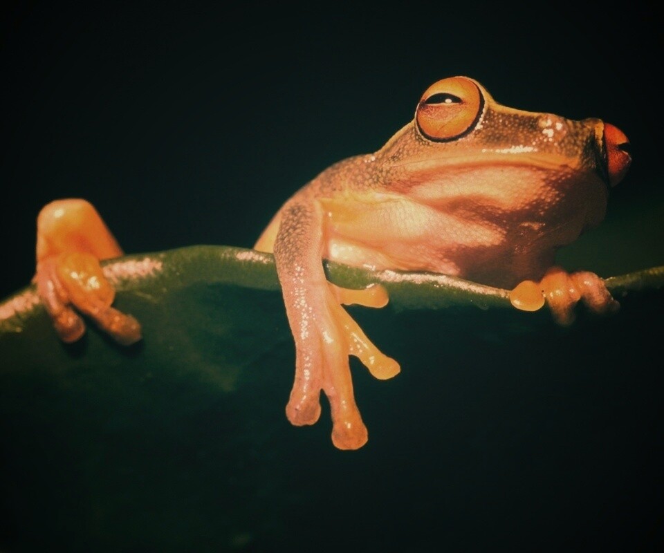 Лягушка на отдыхе обои
