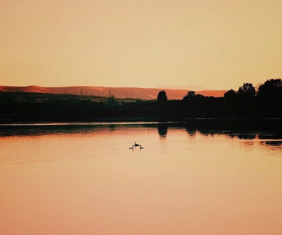 Утиное озеро обои