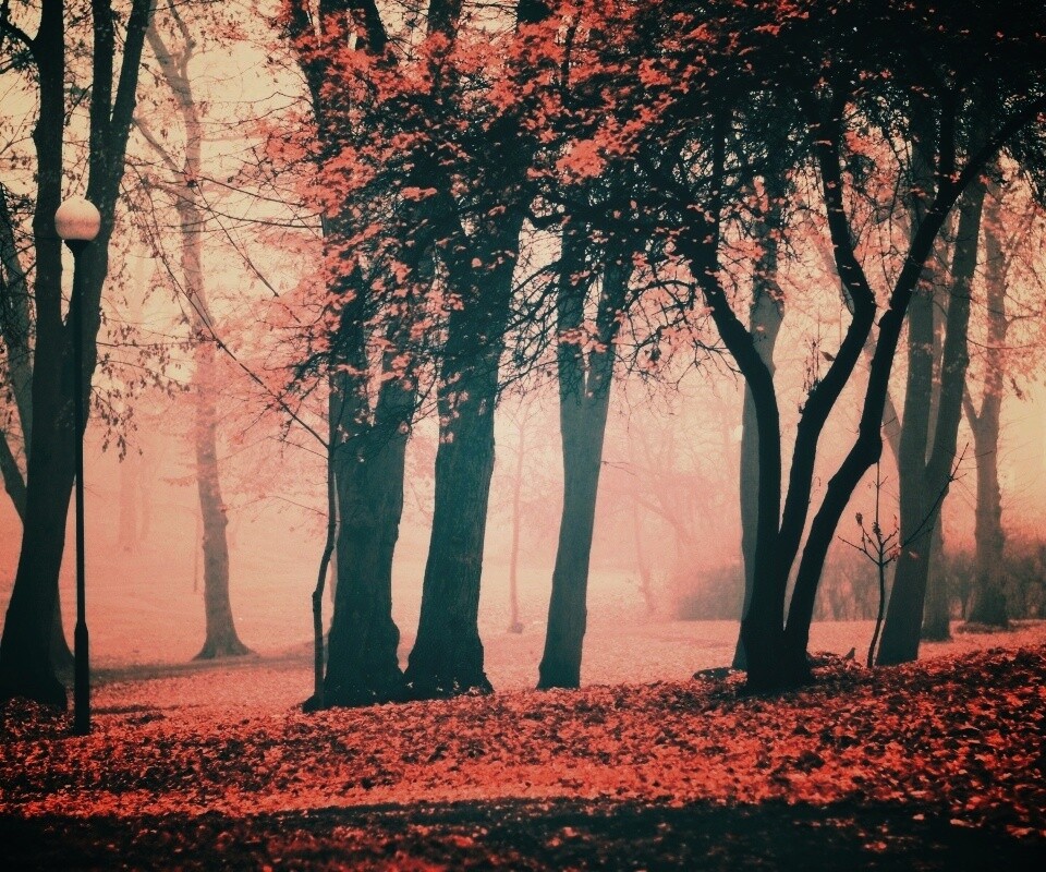 Парк красных листьев обои