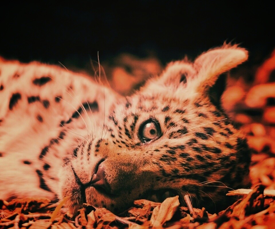 Гепард котенок обои