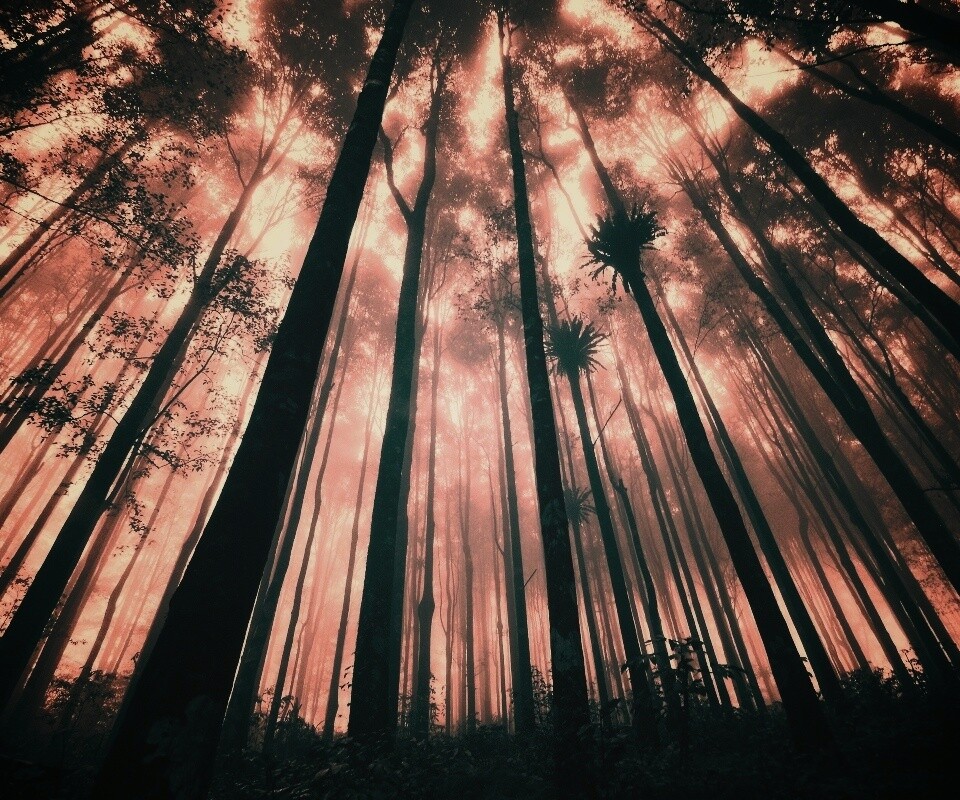 Джунгли обои