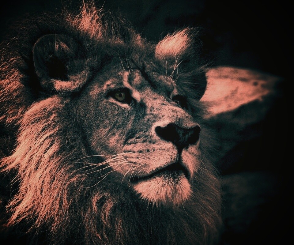 Гордый черно-белый лев обои