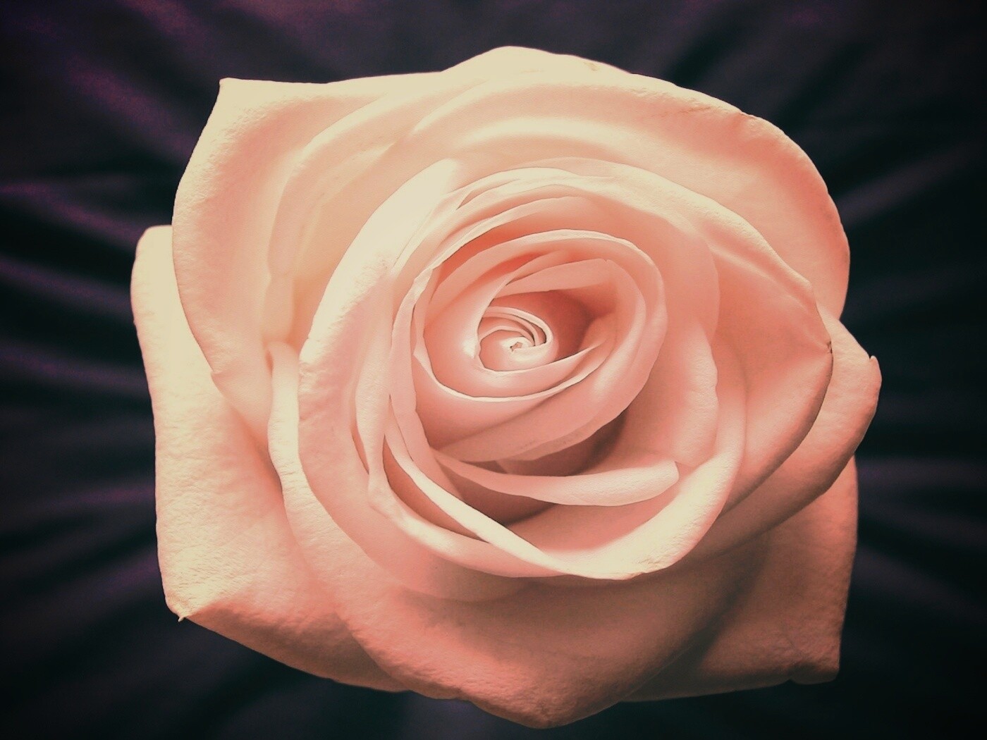 Белая роза обои