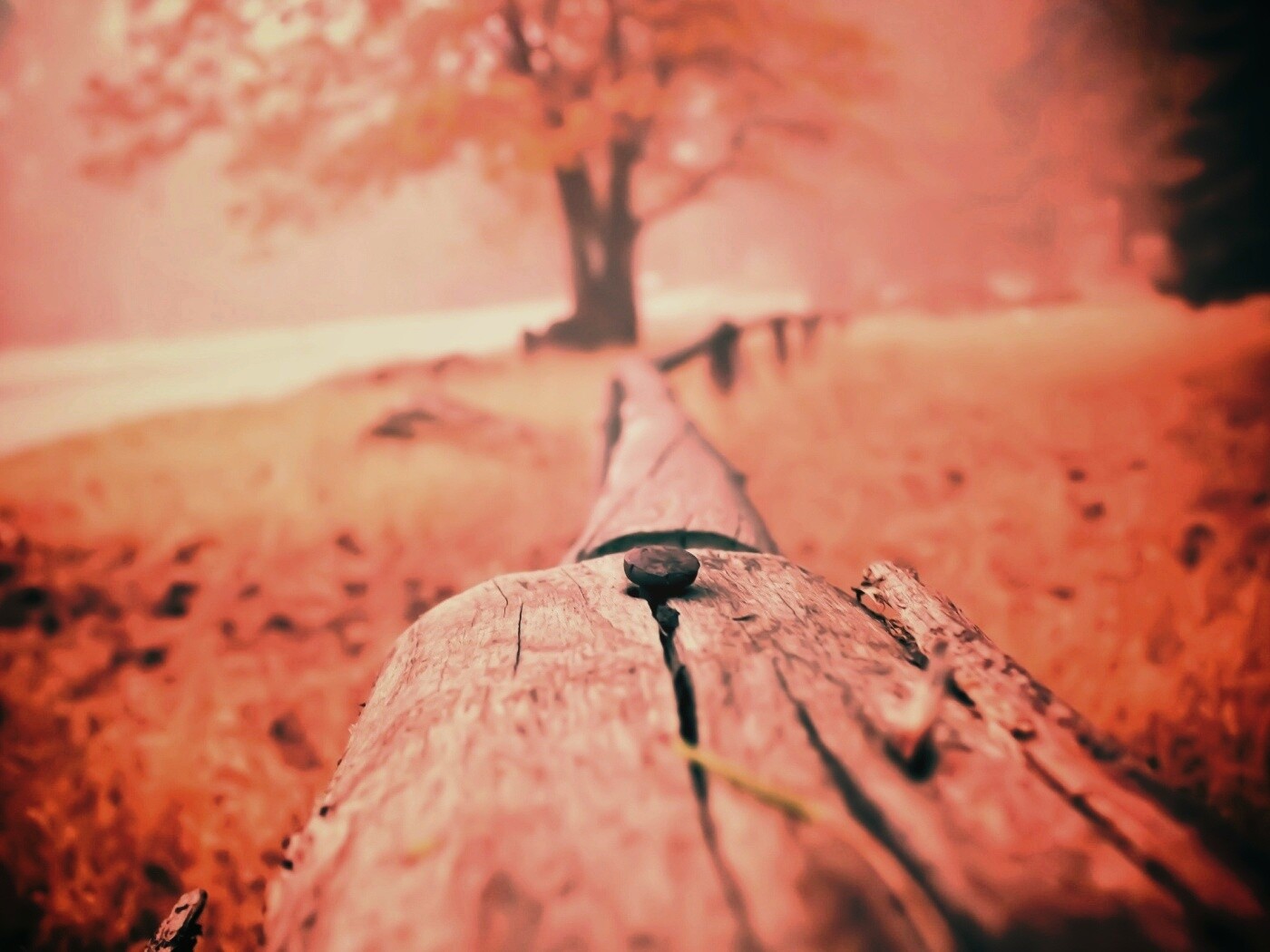 Бревна обои