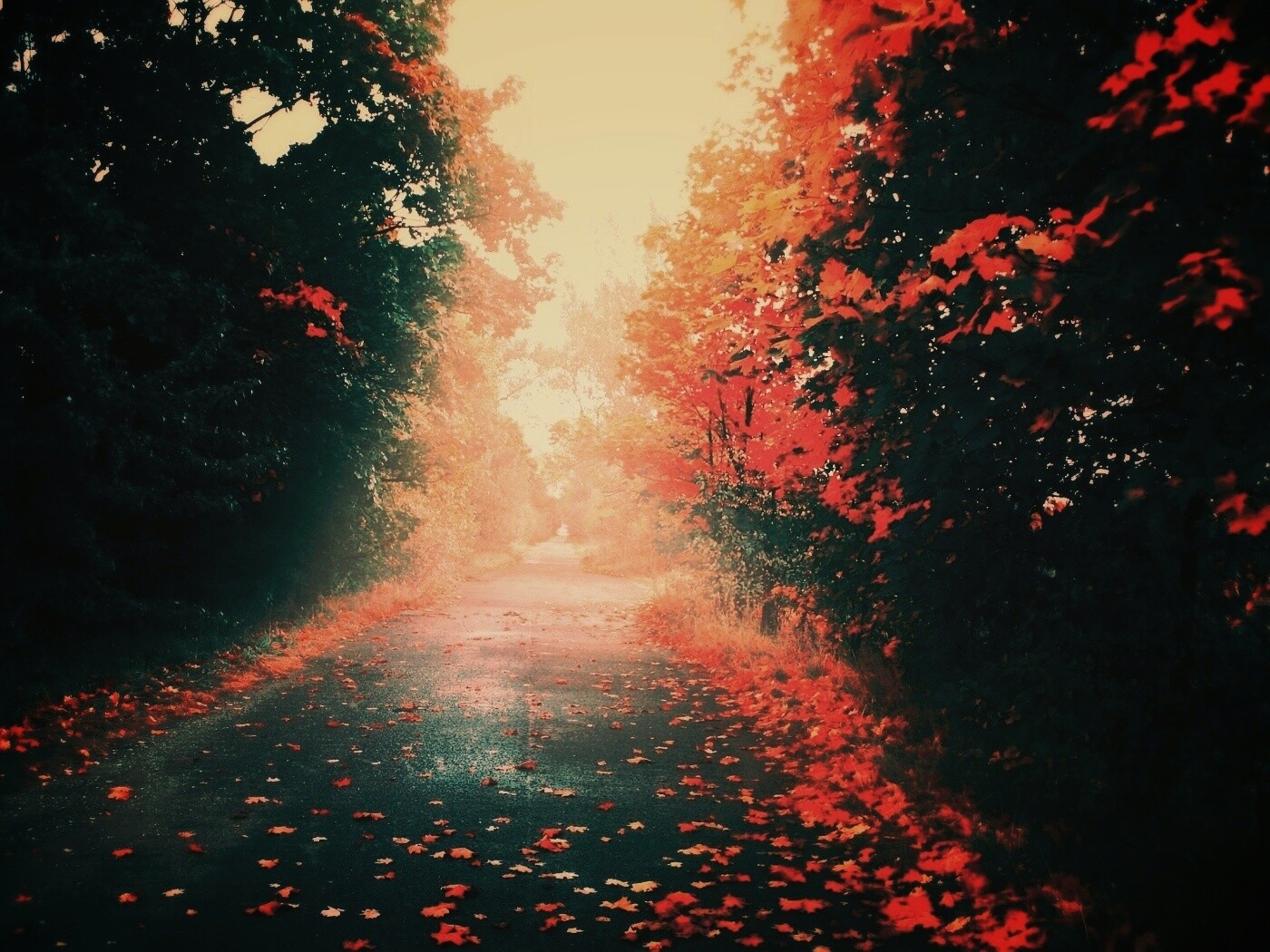 Желтая дорога обои