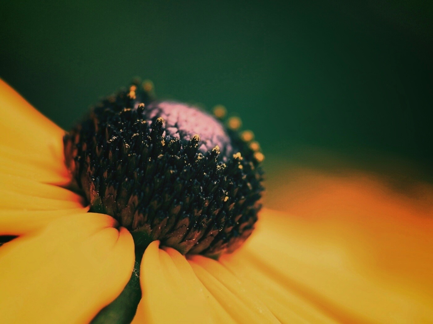 Золотой цветок обои