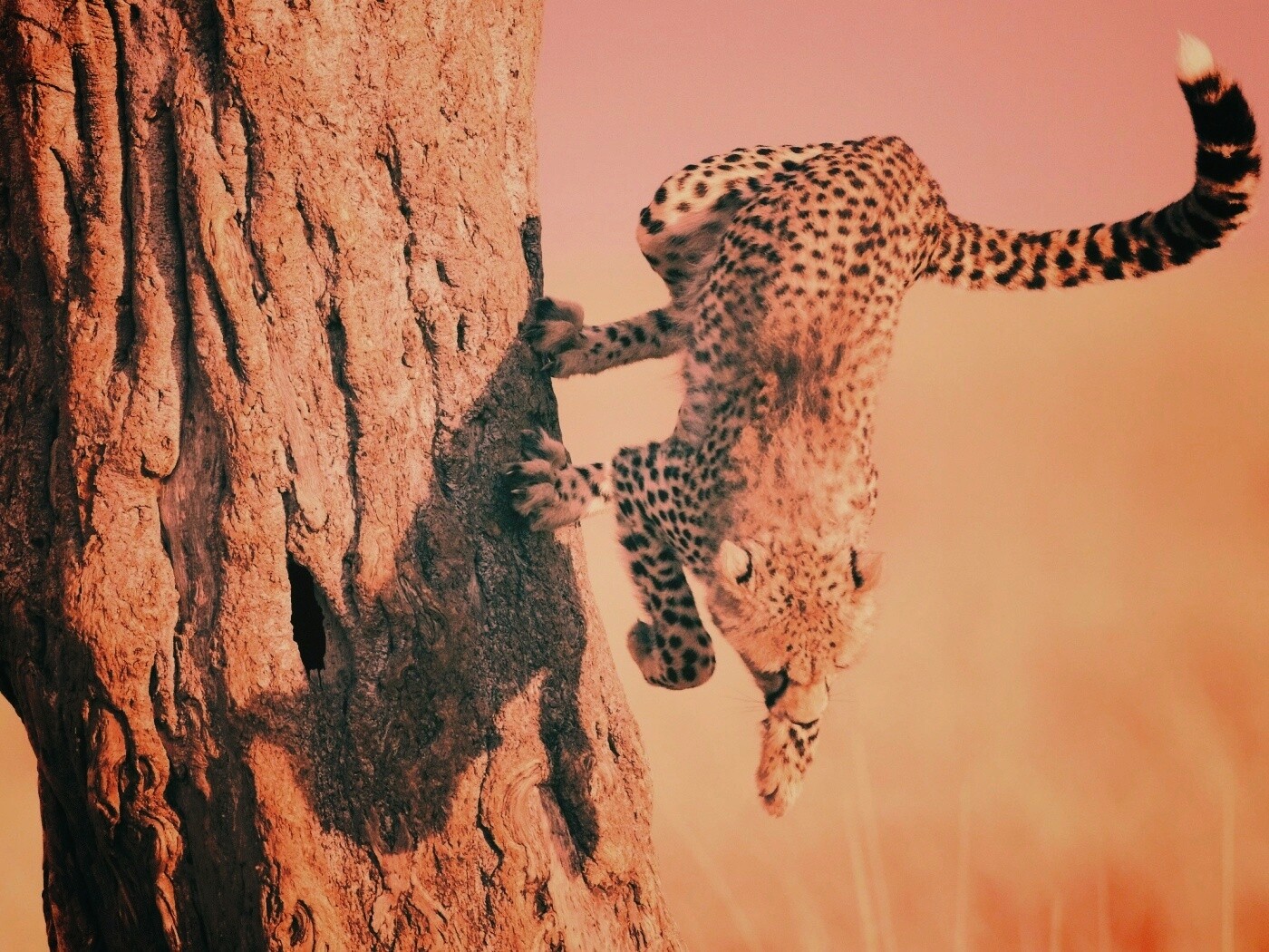 Скалолаз обои