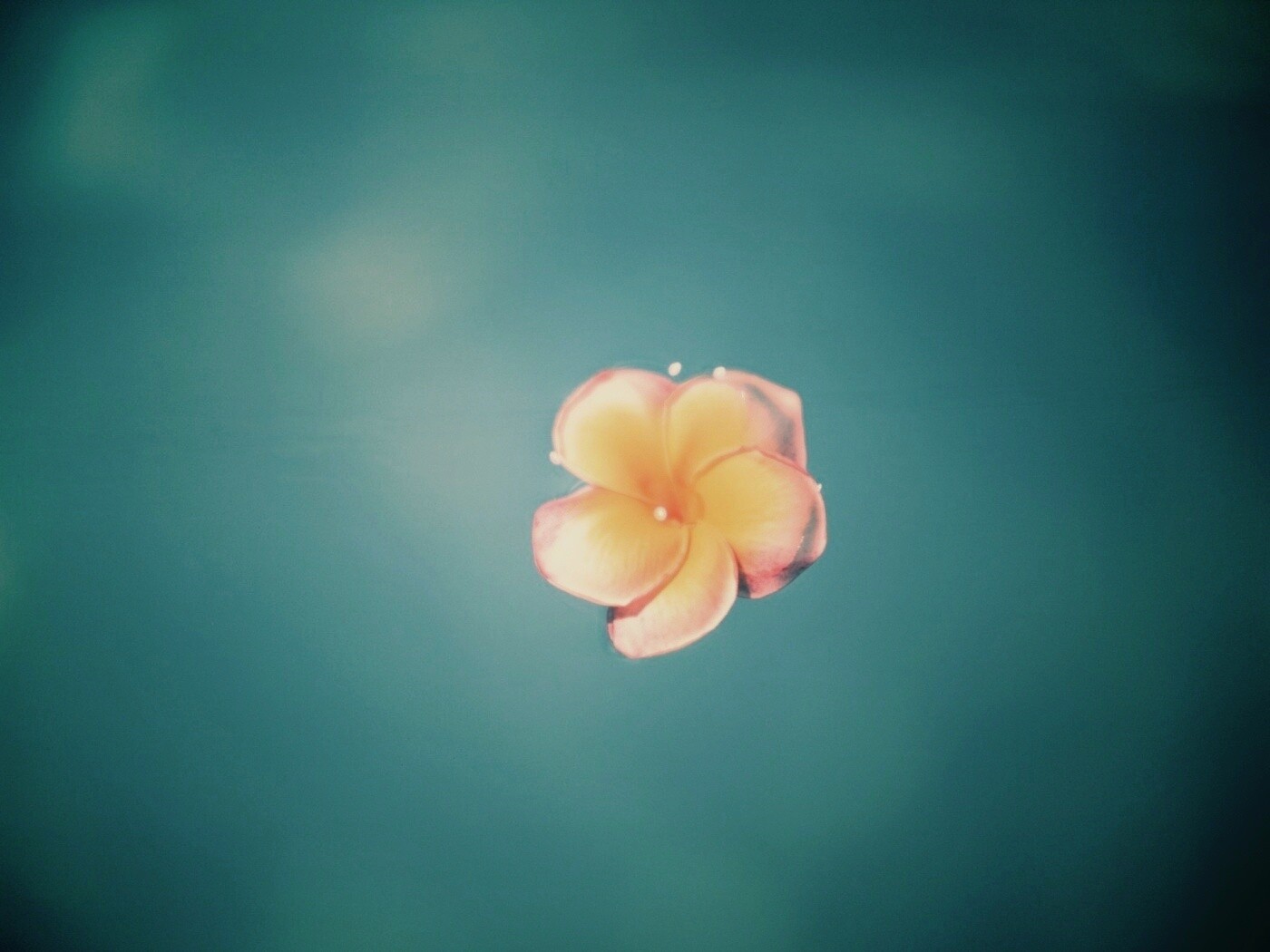 Цветок обои