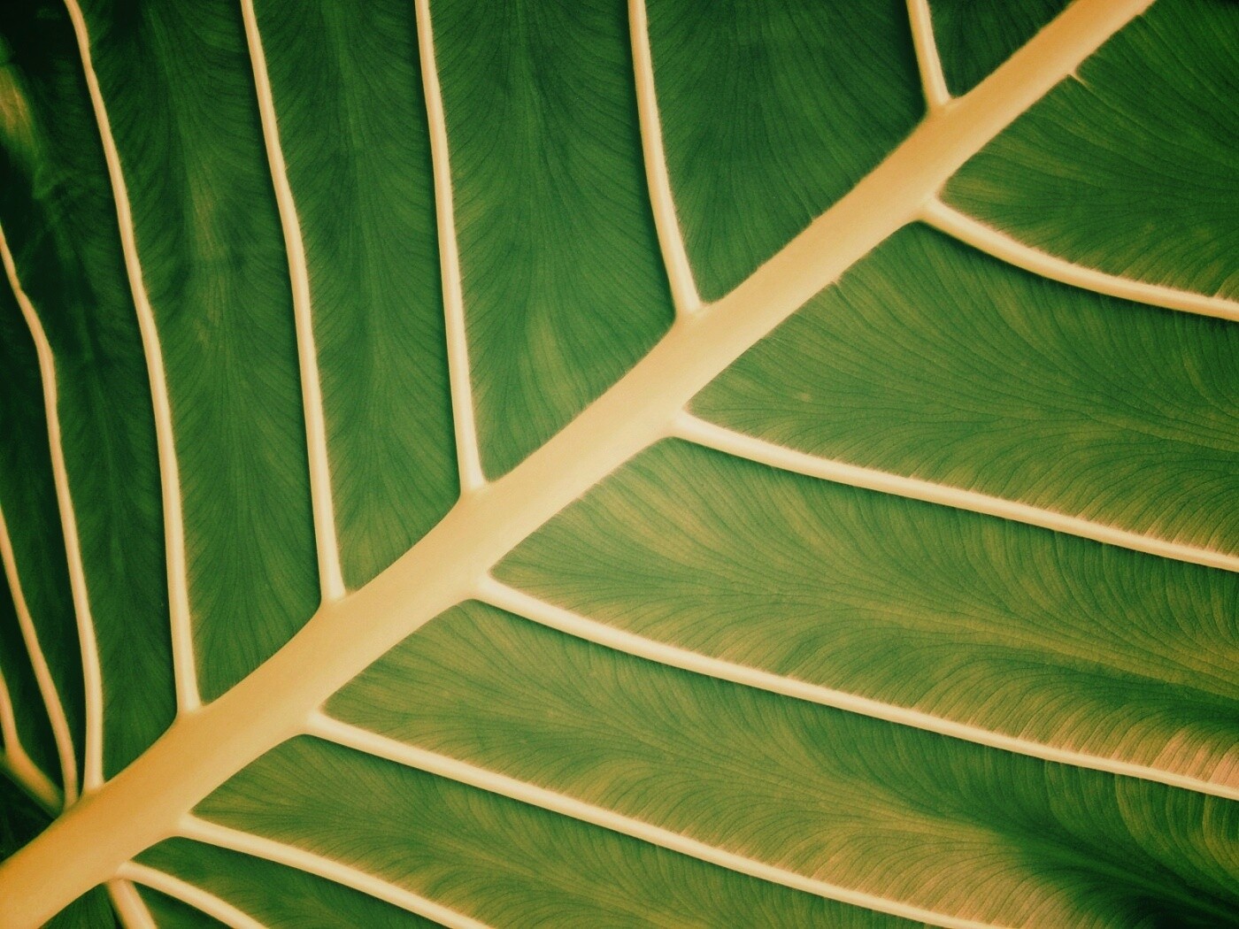 Пальмовый лист обои