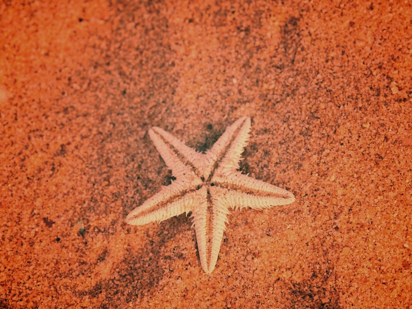 Морская звезда на песке обои