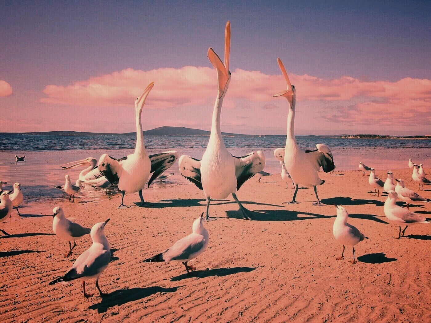 Пеликаны и чайки обои