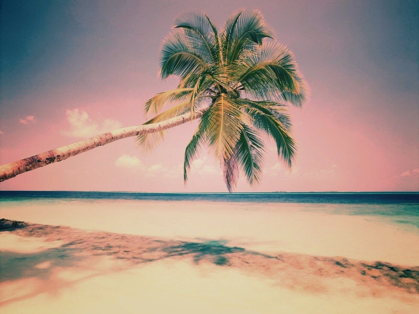 Пальма на лазурном берегу обои