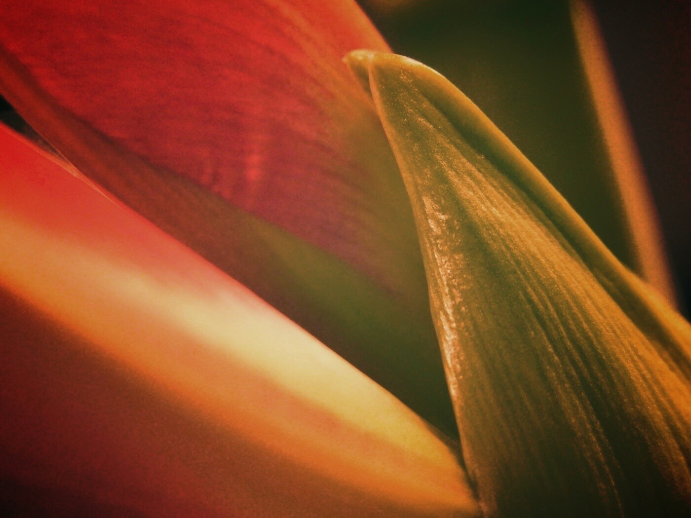 Макро фото цветка обои