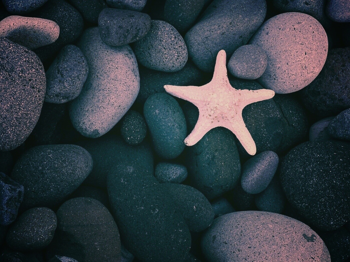 Звезда на морской гальке обои