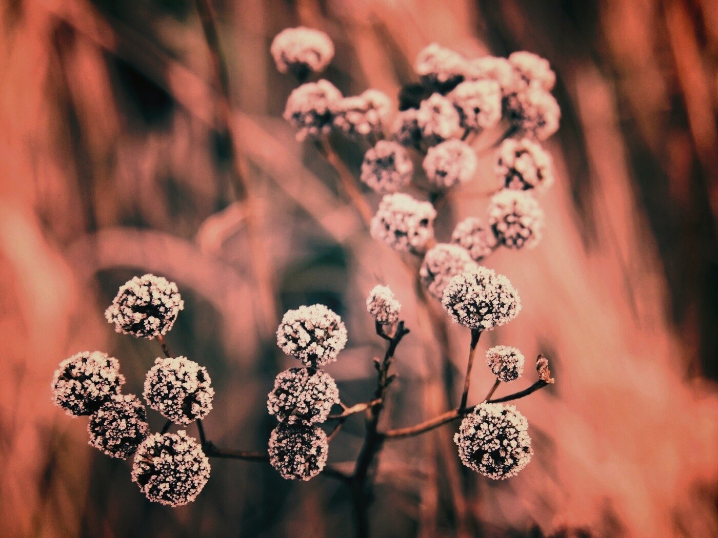 Иний на растении обои