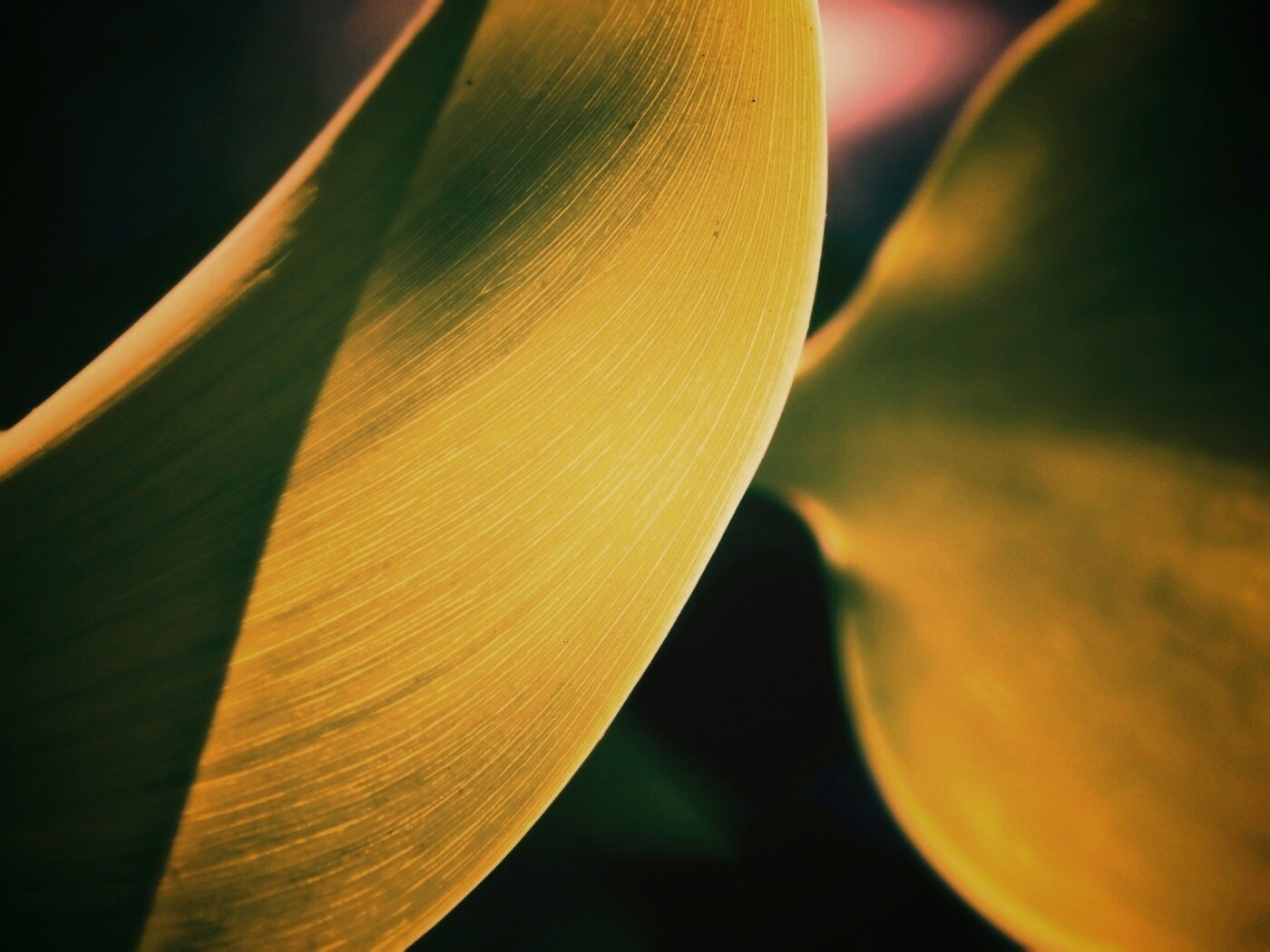 Лист на просвет обои