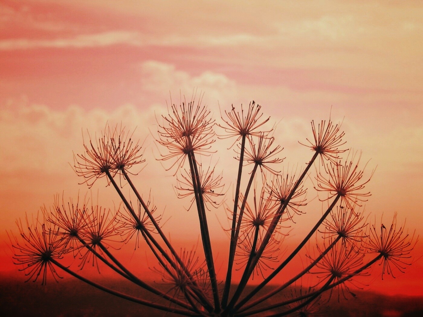 Зонтичное соцветие обои