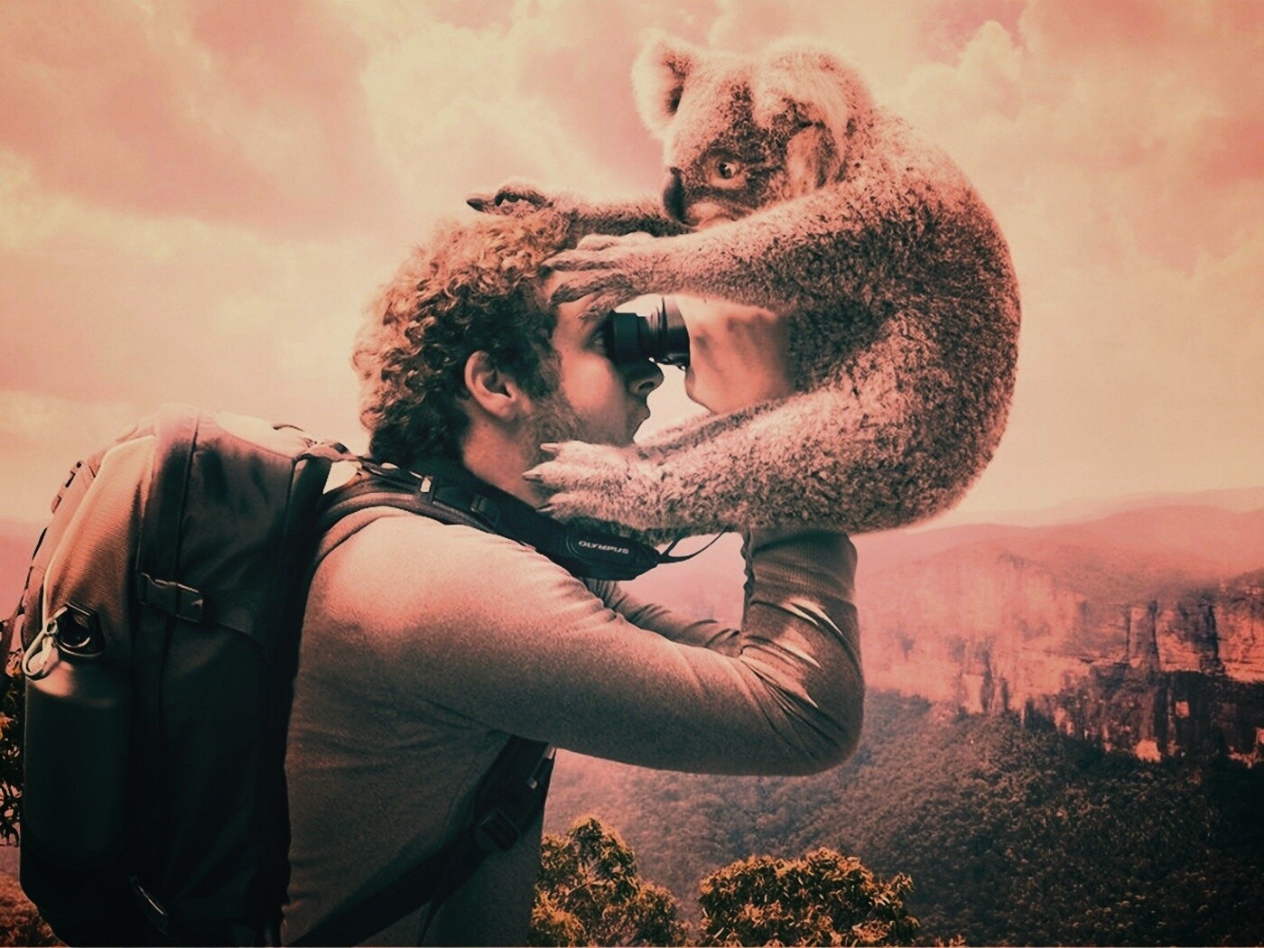 Коала ближе чем кажется обои