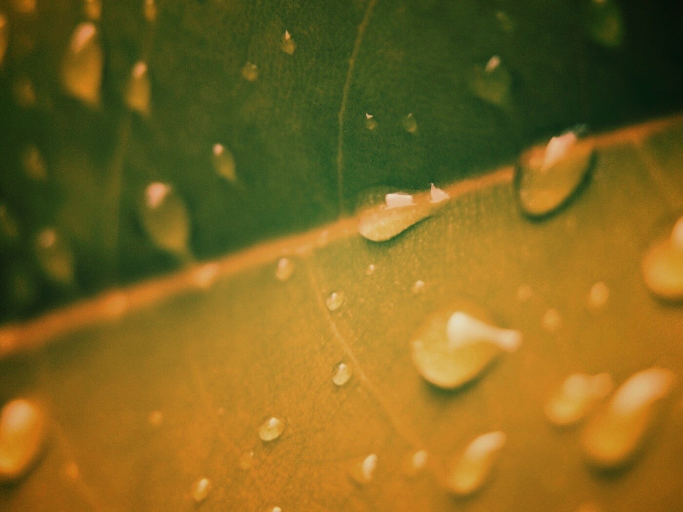 Капли на листе обои