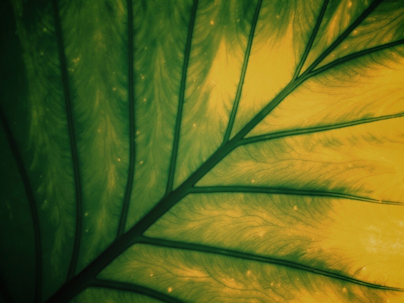 Макро фото листа обои