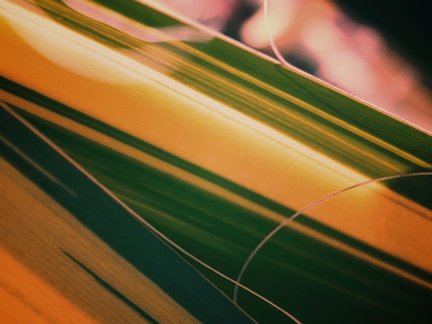 Желто-зеленые травинки обои