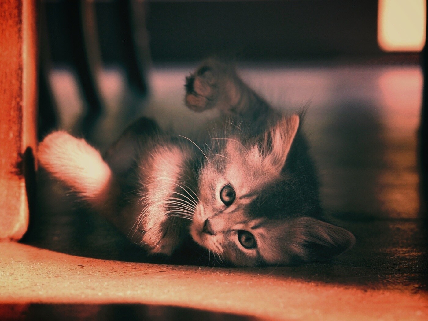 Котенок играет под стулом обои